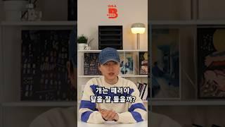 개는 때려야 말을 잘 듣나요? #강아지 #반려견 #반려동물 #pets #강아지훈련