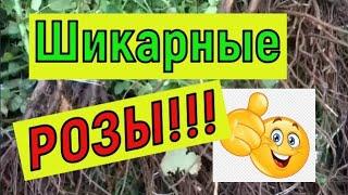 Ура!!! Приехали РОЗЫ!!! Саженцы шикарные!