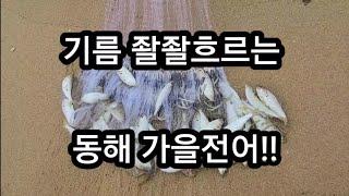 투망!! 동해 초고수분의 가을전어