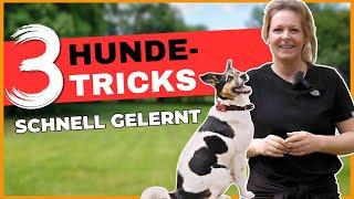 Die Tricks kann JEDER Hund lernen ️  I Bindung spielend stärken