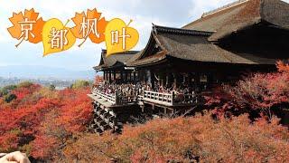 【日本旅游攻略】京都的红叶绝对值得你来看