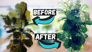 HOW TO FIX a LEGGY Fiddle Leaf Fig | A Complete Guide