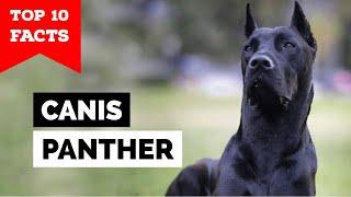 Canis Panther - Top 10 Facts