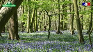 Sons de la forêt : en forêt de plaine avec les oiseaux