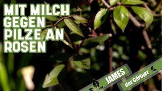 Die Milch macht's - bei Pilzen an Rosen | James der Gärtner