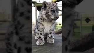 Snow leopard cub cuteness! ️ #shorts #snowleopard