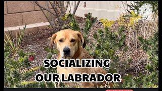 HOW WE SOCIALIZED OUR FIRST LABRADOR AFTER SHELTER STAY