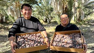 Paano KUMITA ng MILLIONS US$ sa DATES FARMING? Bakit HINDI PWEDE ang DATES FARM sa Pinas?