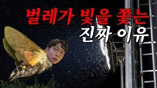 벌레는 왜 빛으로 날아들까?｜우리의 추측은 모두 틀렸다!