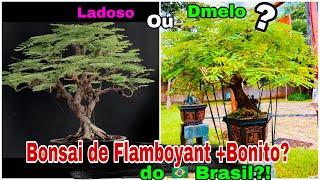  BONSAI de FLAMBOYANT MAIS BONITO do BRASIL – Ladoso ou Dmelo?  #BonsaiFlamboyant