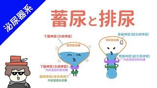 排尿のメカニズム（支配神経と筋肉）