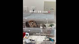 상습탈주러 토레타 #고슴도치 #hedgehog #고슴도치토레타