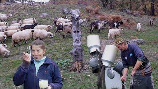 The last true shepherds live here in the Carpathian mountains