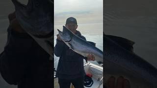 Come along with us across Lake Ontario catching huge King Salmon! #fishing #edit #salmon