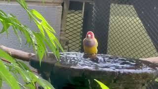 Splash time with our cute Gouldian finch | BCC5