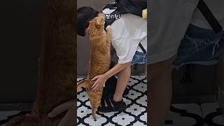 귀여운 치즈빼쨜 오늘도 모짜렐라 치즈스틱  #개냥이 #고양이 #고양이애교