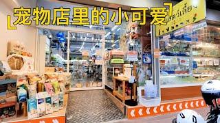 泰国｜清迈古城里的宠物店,居然有很多在国内很少见的“小可爱”