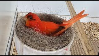 Red Canary Breeding Season (video 4)