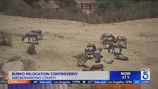 Burro relocation controversy in San Bernardino County