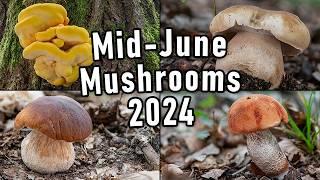 Mushroom Hunting - Mid June 2024 - Huge King Boletes, Boletus edulis, Boletus reticulatus, Porcini