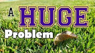 My Biggest Lawn Fertilizer Mistake All Year & YOU'RE Making It Too (Probably)