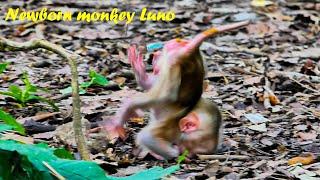 (BIG TRAINING) | Monkey Luna trains newborn baby monkey Luno walking step by step