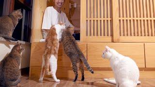 為了和貓貓們共用臥室，我搭了大籠子把自己關起來｜西樹 Xishu&Cats