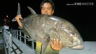 Night Jigging Palms shoregun Evolv SFSGS H+ 13,4 kg Trevally inshore