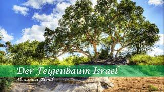 Alexander Blend: Der Feigenbaum Israel