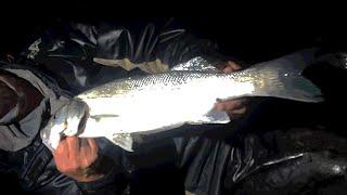 Sea Fishing - Digging Bait for Brean Beach - Bass