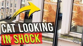 Cat Looking Through Window at a Person, Who Was Filming the Area, in Shock