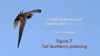 COMMON SWIFT - In flight grooming - FIGURE 7 : Tail feathers's preening