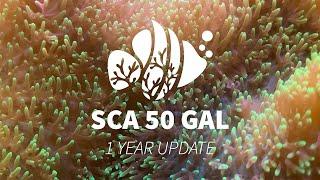 SCA 50 Gal 1 Year Update | Mushrooms Are Exploding!