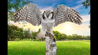 Northern Hawk Owl