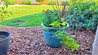 Beautiful Fall Container Idea on a  Budget! $6 Plants | Ana Andrea Xoxo