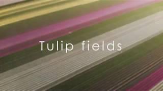 TULIP FIELDS | 4K DJI Mavic Air footage