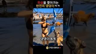 화살을 쫓아가는 반전의 댕댕이ㅋㅋ