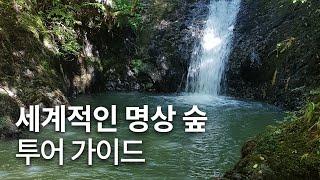 일지의 VLOG, 뉴질랜드 어스빌리지 최고의 명상 숲 길을 안내하겠습니다