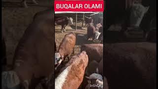 ZOTDOR BUQALAR. OBUNA BOLING. ПОДПИСАТСЯ