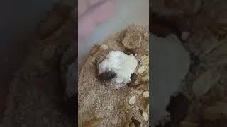 تزاوج خنافس الميل ورم ( دود القبابى)