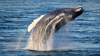 Visiting humpback whale draws crowd in Old Port