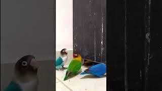My Lovebirds Flock Want to nest Under the Closet 