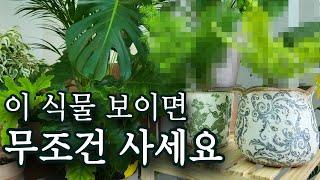 예쁜데 키우기 쉬운 아파트 플랜테리어 식물 | 순둥이 식물 추천