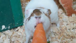 Chip Wants Scruffs Carrot