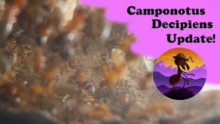 Camponotus Decipiens Update!