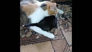 «Самое нежное видео: котёнок ,20-ти дней от роду, играет с мамой»#cat #котёнок