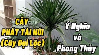 Cây PHÁT TÀI NÚI (cây Đại Lộc) Ý NGHĨA và Phong Thủy