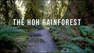 Backpacking the Hoh Rainforest | Olympic National Park