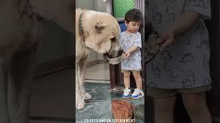 FG Pets & Entertainment   #essentialcommands #puppy #dogtraining #positivereinforcement #pettraining