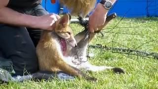 Everyone thought the fox would run away after being saved. But what it did was shocking.